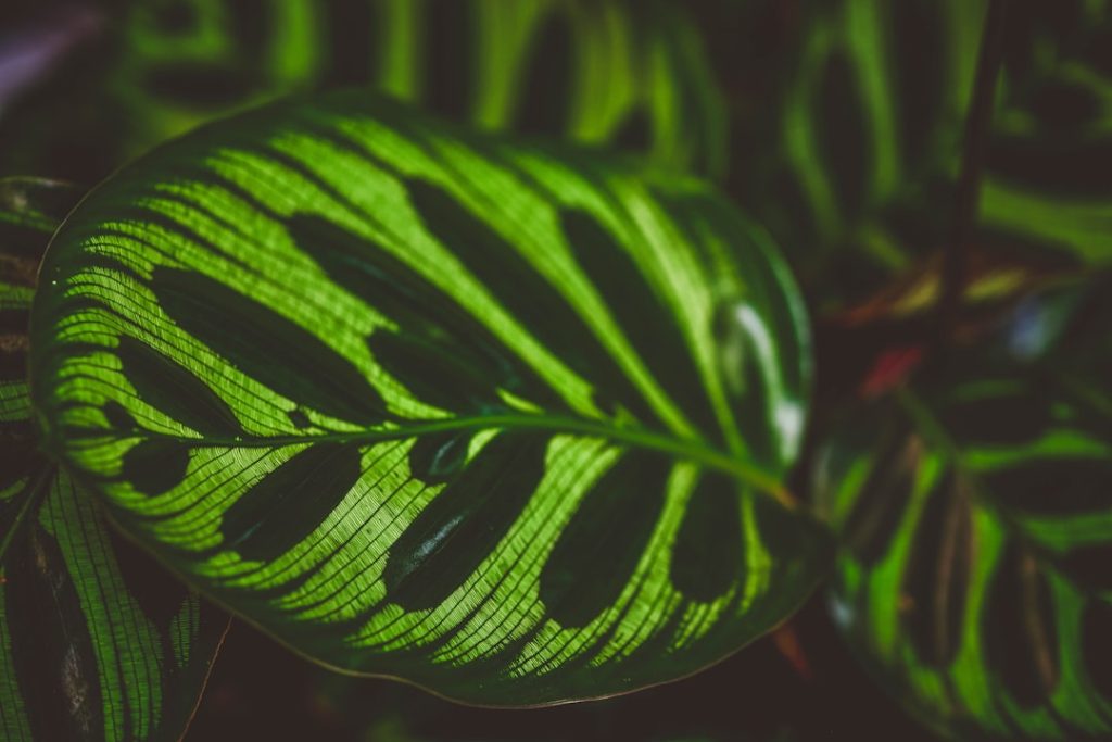 Leliegras snoeien: zo houd je je plant gezond en mooi