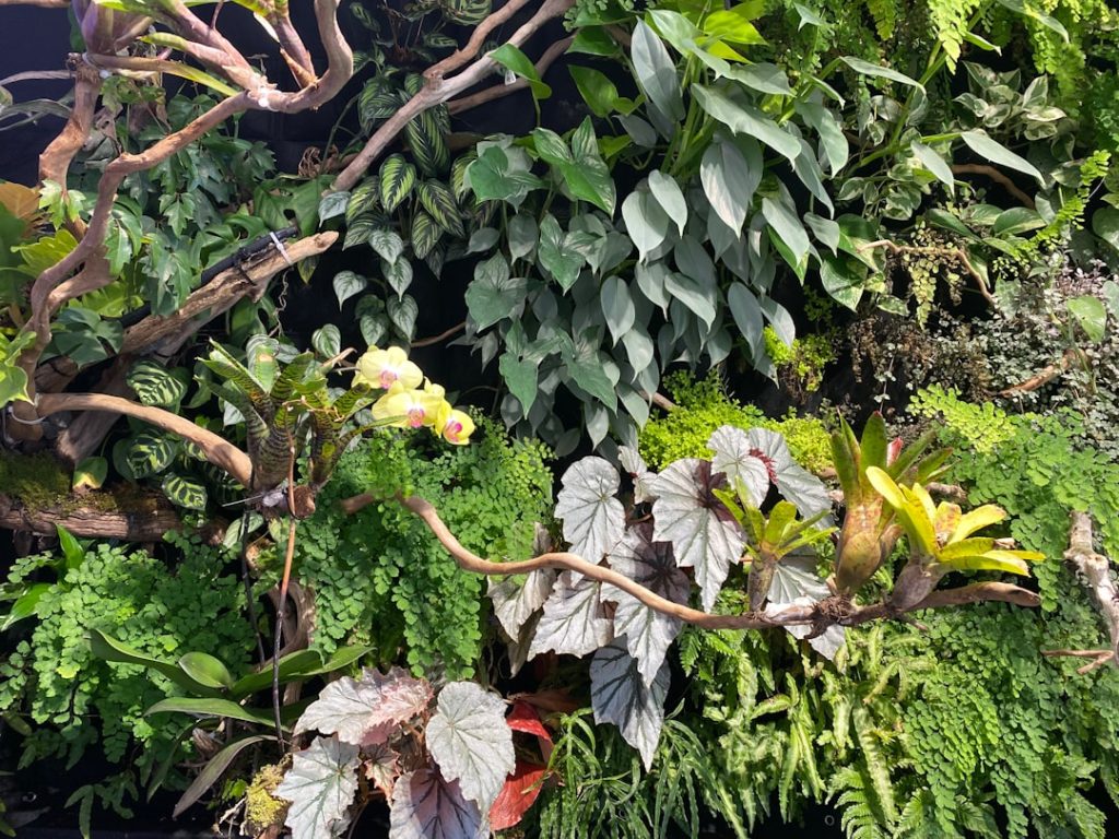 Zo krijg je gezonde struiken door bramen snoeien